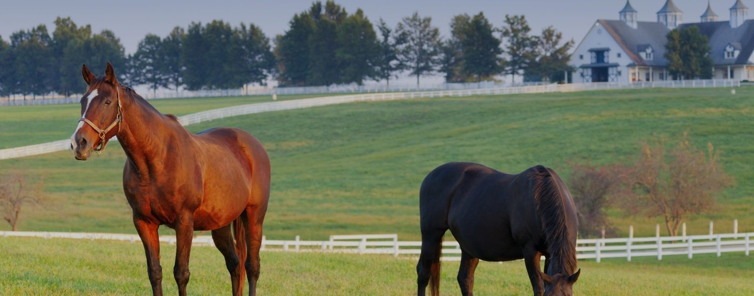 Two horses in an open field